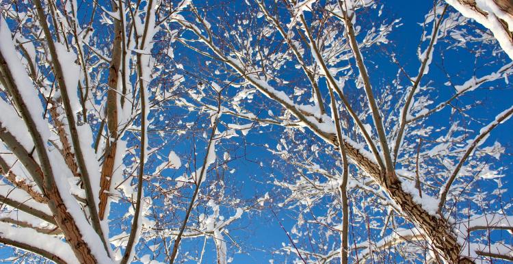 View looking up at tree branches covered in snow against a clear blue sky