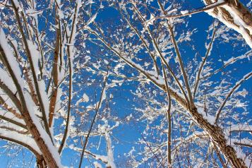 View looking up at tree branches covered in snow against a clear blue sky